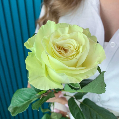 Комплимент из белой эквадорской розы – элегантность в каждом лепестке Ижевск Удмуртская Республика