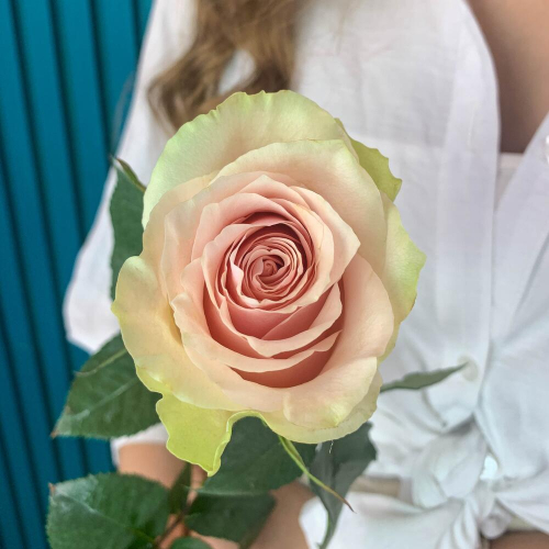 Комплимент из розовой эквадорской розы – минимализм роскоши Ижевск Удмуртская Республика